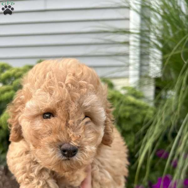 Toby, Cockapoo Puppy